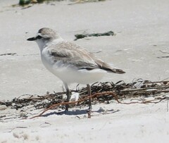 Charadrius marginatus marginatus