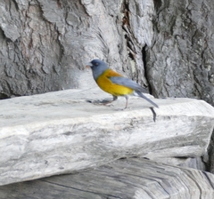 Phrygilus patagonicus