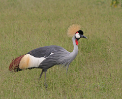 Balearica regulorum