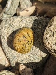 Nerita versicolor