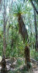 Pandanus spiralis
