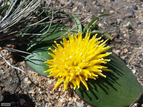 Massonia triflora