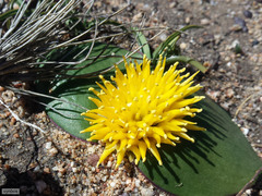 Massonia triflora