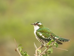 Chrysococcyx caprius