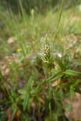 Anthoxanthum odoratum