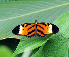 Heliconius hecale