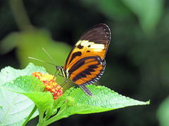 Heliconius hecale