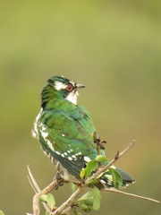 Chrysococcyx caprius