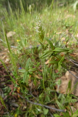 Anthoxanthum odoratum