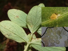 Melampsora hypericorum