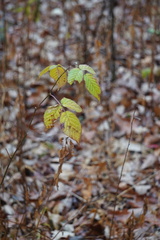Rubus occidentalis
