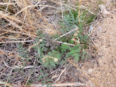 Phacelia