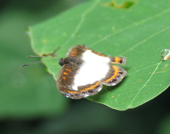 Nymphidium carmentis