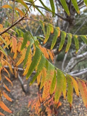 Rhus lanceolata