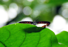 Nymphidium carmentis