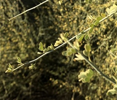 Parkinsonia florida
