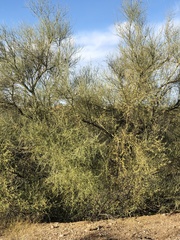 Parkinsonia florida