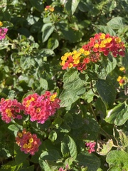 Lantana × strigocamara