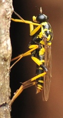 Xylomya maculata