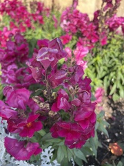 Antirrhinum