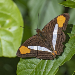 Adelpha thessalia