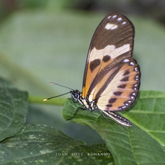 Heliconiinae