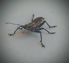 Naupactus xanthographus