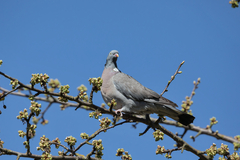 Columba palumbus