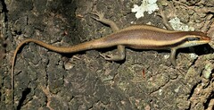 Trachylepis wahlbergii