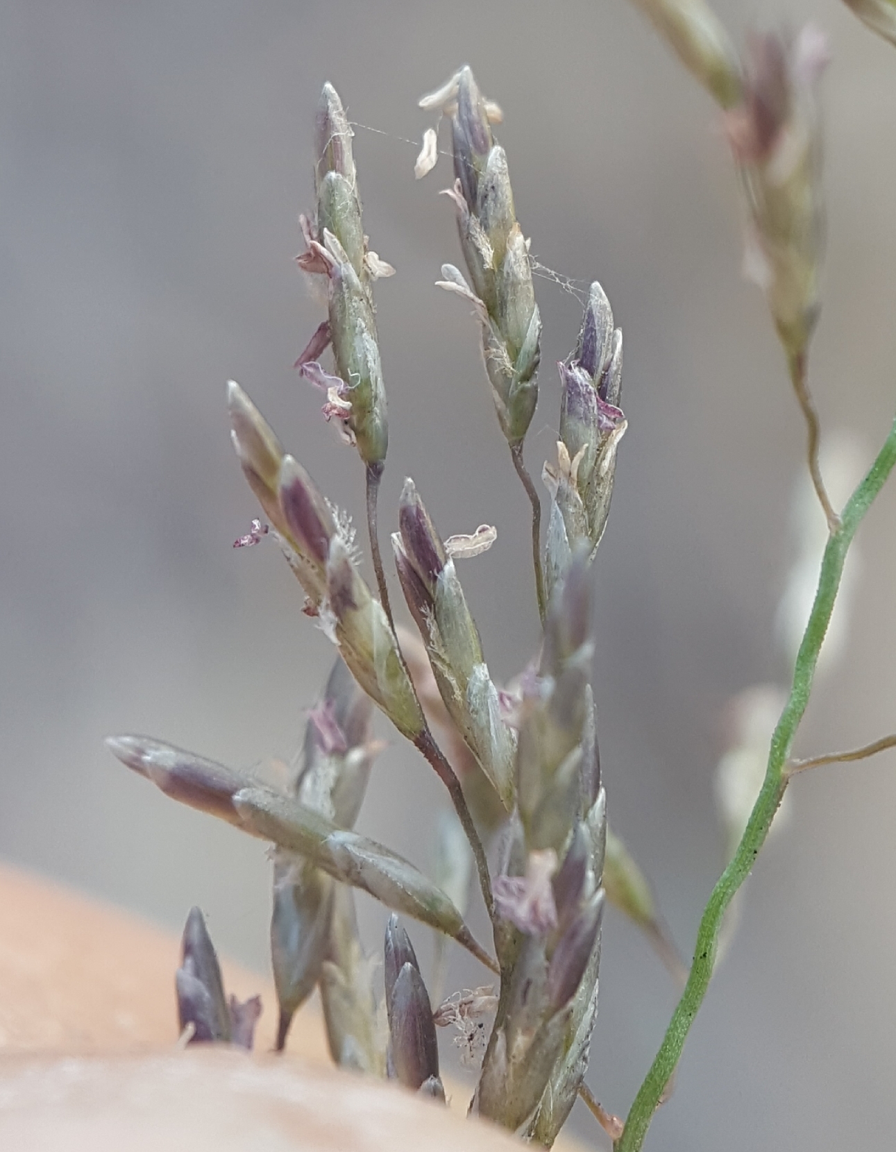 (c) François Rousseu, certains droits réservés (CC BY-NC) https://www.inaturalist.org/observations/143812213