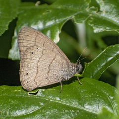 Paryphthimoides poltys