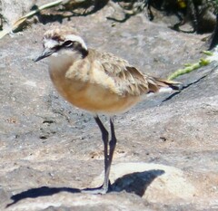 Charadrius pecuarius