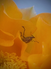 Naupactus xanthographus