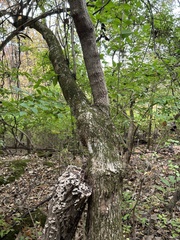 Acer negundo