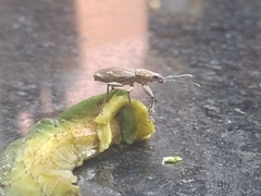 Naupactus xanthographus