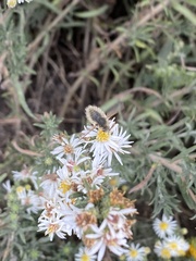 Bombyliidae