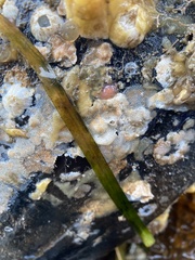 Membranipora membranacea