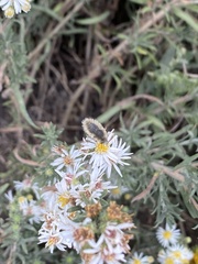 Bombyliidae