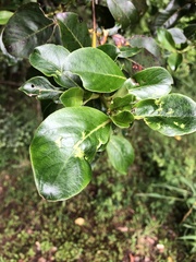 Coprosma robusta
