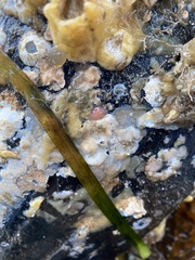 Membranipora membranacea