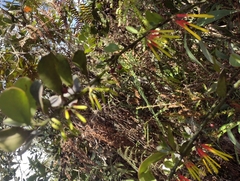 Psittacanthus dilatatus