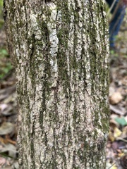 Acer negundo
