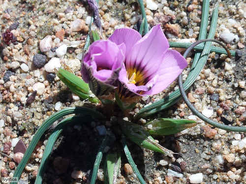 Romulea vlokii