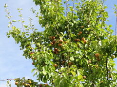 Pyrus communis communis