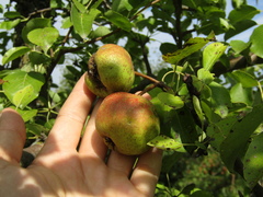 Pyrus communis communis
