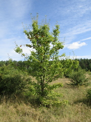 Pyrus communis communis