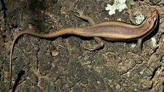 Trachylepis wahlbergii