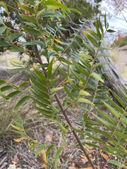 Rhus lanceolata