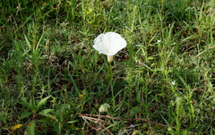 Ipomoea hartwegii