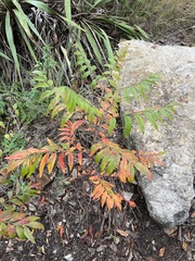 Rhus lanceolata
